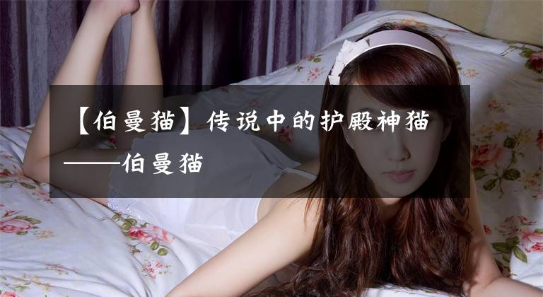 【伯曼猫】传说中的护殿神猫——伯曼猫