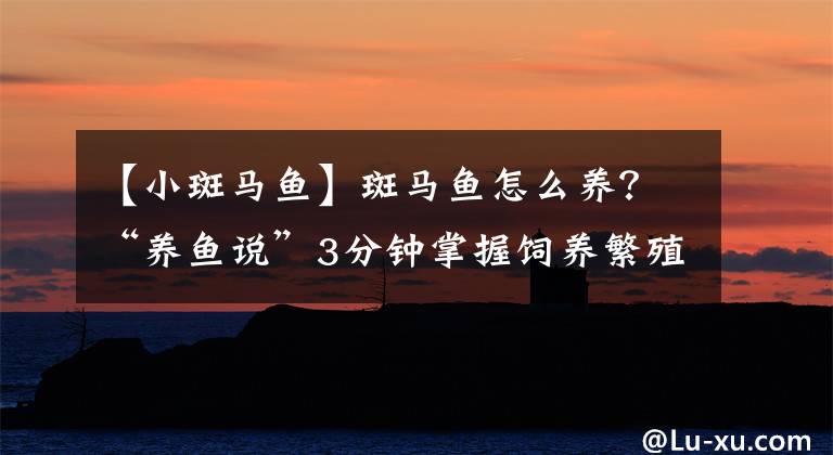 【小斑马鱼】斑马鱼怎么养？“养鱼说”3分钟掌握饲养繁殖+治病技巧