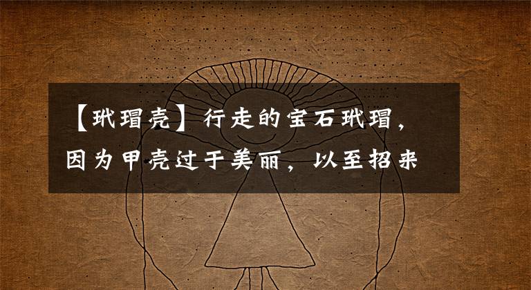 【玳瑁壳】行走的宝石玳瑁,因为甲壳过于美丽,以至招来杀身之祸