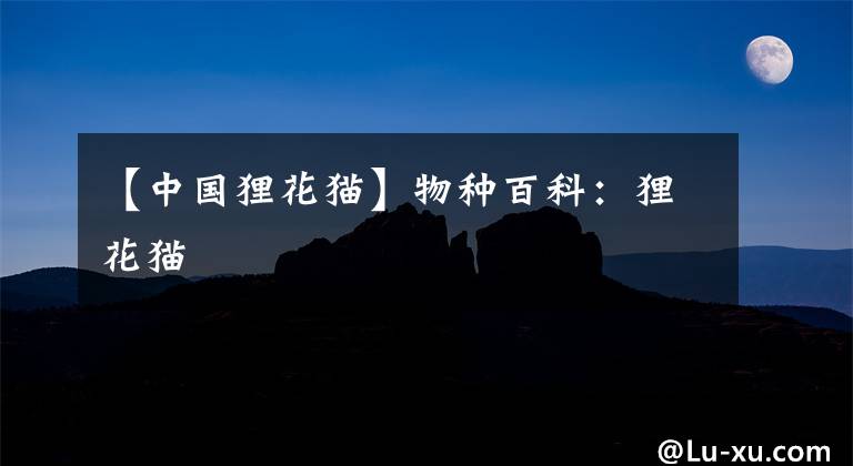 【中国狸花猫】物种百科：狸花猫