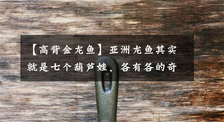 【高背金龙鱼】亚洲龙鱼其实就是七个葫芦娃，各有各的奇葩