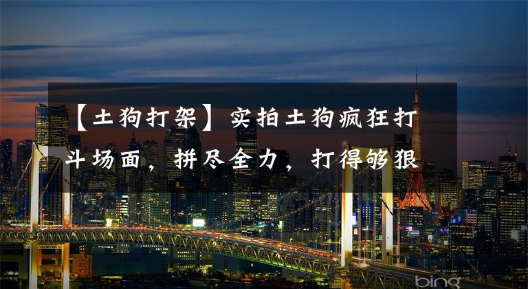 【土狗打架】实拍土狗疯狂打斗场面，拼尽全力，打得够狠！