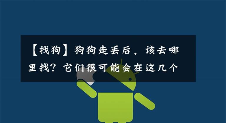 【找狗】狗狗走丢后,该去哪里找?它们很可能会在这几个地方
