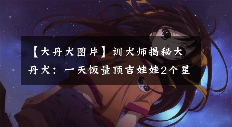 【大丹犬图片】训犬师揭秘大丹犬:一天饭量顶吉娃娃2个星期,便便也超大