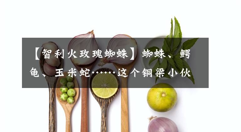 【智利火玫瑰蜘蛛】蜘蛛、鳄龟、玉米蛇……这个铜梁小伙，家有“毒宠”