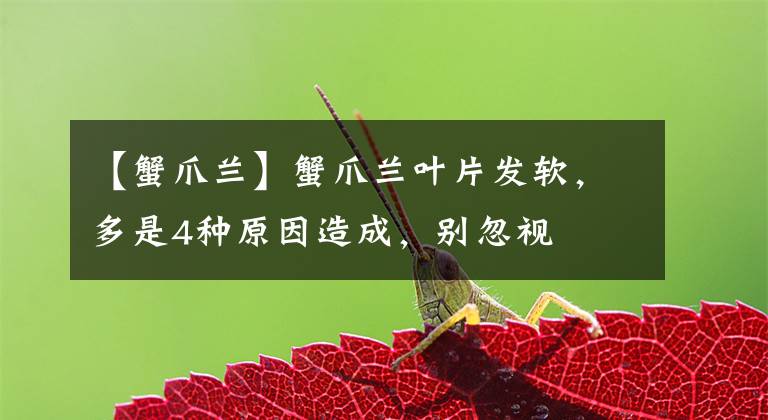 【蟹爪兰】蟹爪兰叶片发软，多是4种原因造成，别忽视