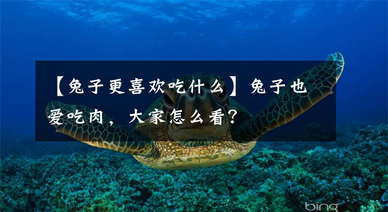 【兔子更喜欢吃什么】兔子也爱吃肉，大家怎么看？