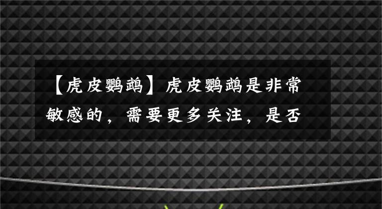 【虎皮鹦鹉】虎皮鹦鹉是非常敏感的，需要更多关注，是否养虎皮鹦鹉一只活不久