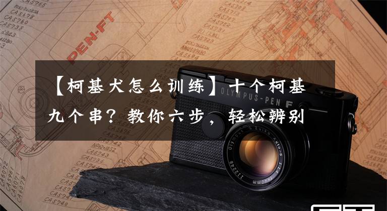 【柯基犬怎么训练】十个柯基九个串？教你六步，轻松辨别出纯种柯基