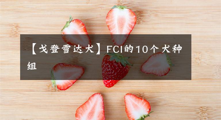 【戈登雪达犬】FCI的10个犬种组