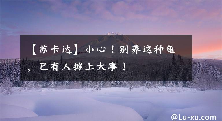 【苏卡达】小心!别养这种龟,已有人摊上大事!