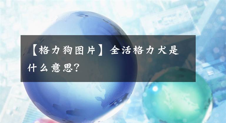 【格力狗图片】全活格力犬是什么意思？