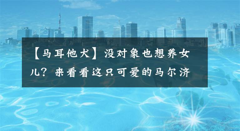 【马耳他犬】没对象也想养女儿？来看看这只可爱的马尔济斯犬吧，你值得拥有