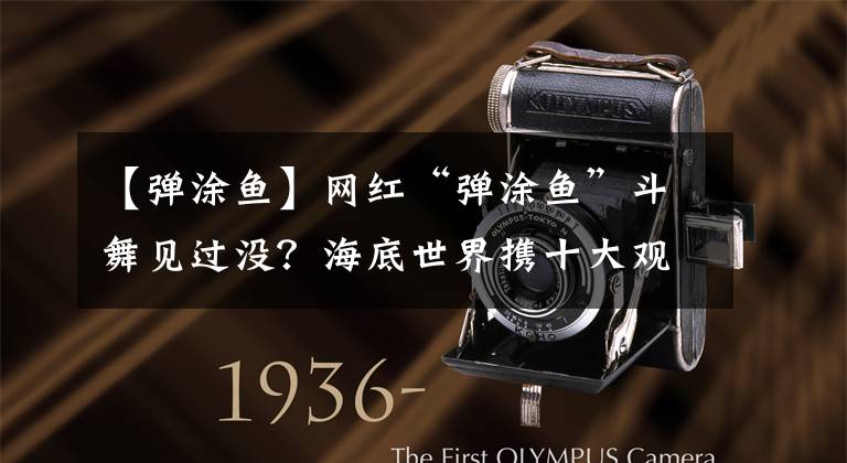 【弹涂鱼】网红“弹涂鱼”斗舞见过没？海底世界携十大观赏鱼带你探秘！