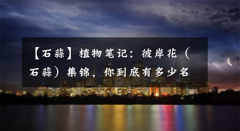 【石蒜】植物笔记:彼岸花(石蒜)集锦,你到底有多少名字和颜色?