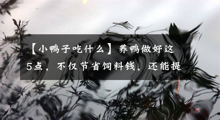 【小鸭子吃什么】养鸭做好这5点，不仅节省饲料钱，还能提高料肉比