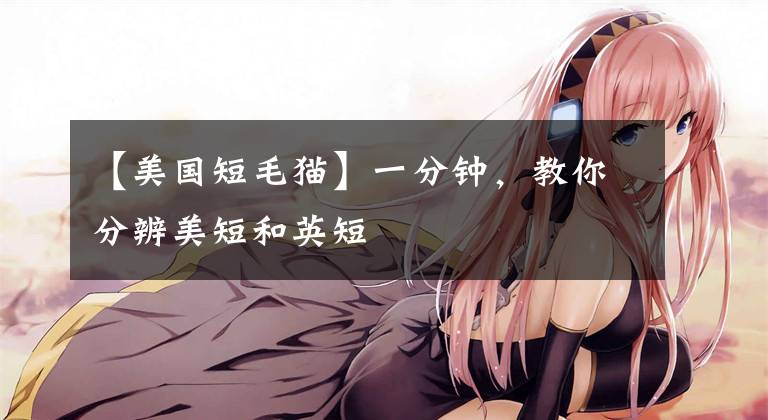 【美国短毛猫】一分钟，教你分辨美短和英短