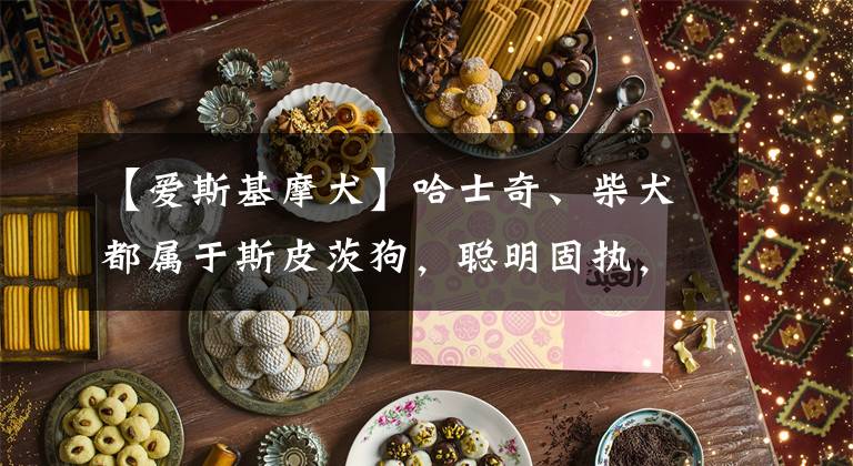 【爱斯基摩犬】哈士奇、柴犬都属于斯皮茨狗,聪明固执,有经验的铲屎官可以试试