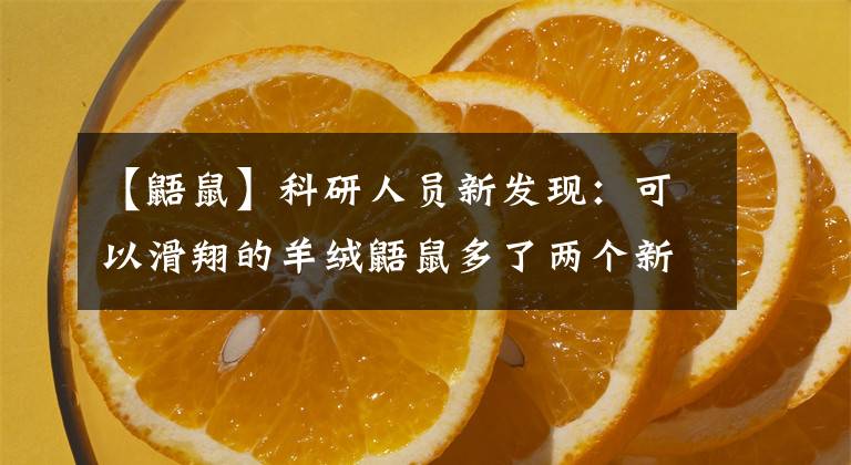 【鼯鼠】科研人员新发现:可以滑翔的羊绒鼯鼠多了两个新物种