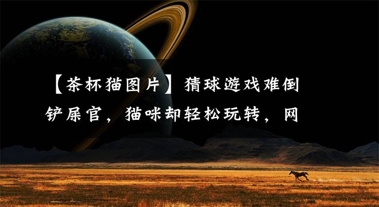 【茶杯猫图片】猜球游戏难倒铲屎官,猫咪却轻松玩转,网友:猫主子只能服气