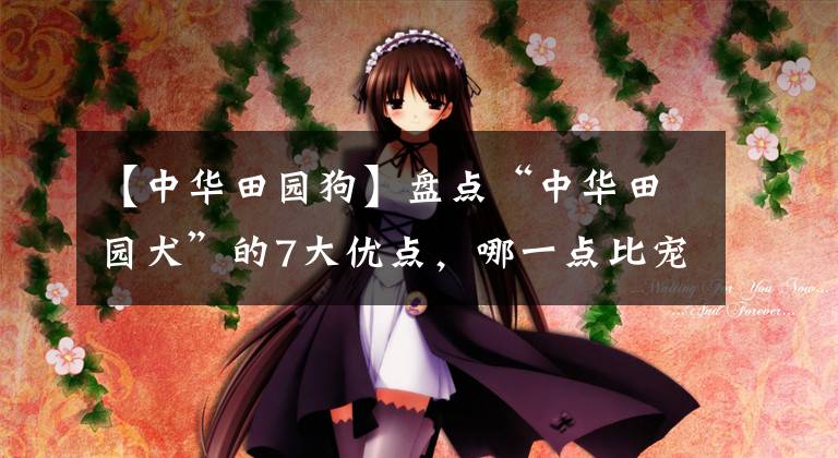 【中华田园狗】盘点“中华田园犬”的7大优点，哪一点比宠物狗差了