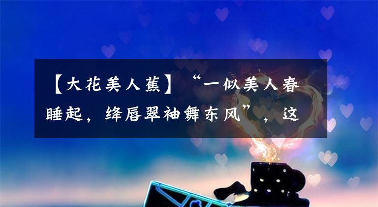 【大花美人蕉】“一似美人春睡起，绛唇翠袖舞东风”，这么美的花儿来了解一下？