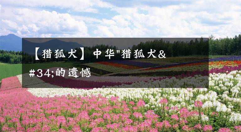 【猎狐犬】中华"猎狐犬"的遗憾