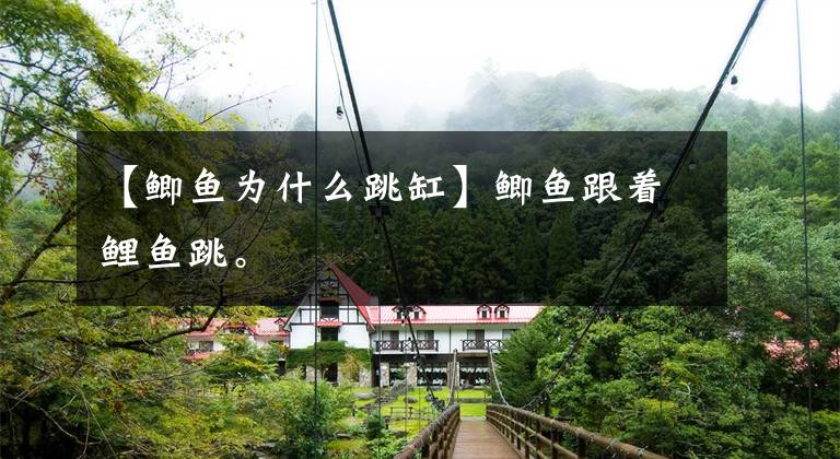 【鲫鱼为什么跳缸】鲫鱼跟着鲤鱼跳。