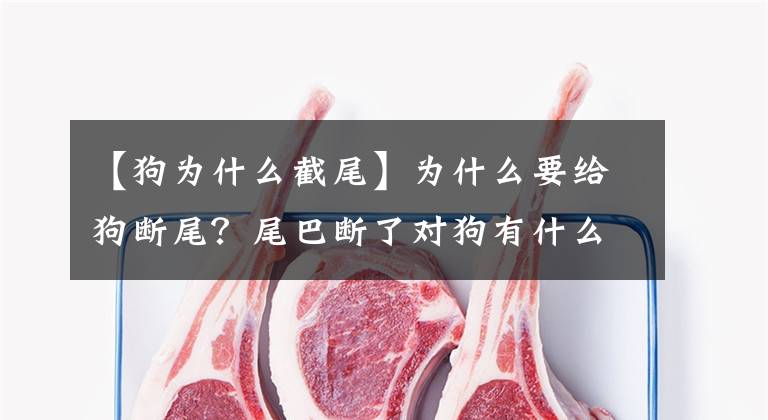 【狗为什么截尾】为什么要给狗断尾？尾巴断了对狗有什么好处？