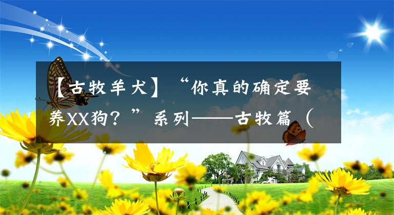 【古牧羊犬】“你真的确定要养XX狗？”系列——古牧篇（古代英国牧羊犬）