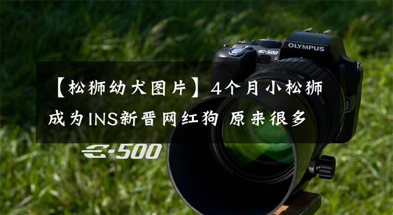 【松狮幼犬图片】4个月小松狮成为INS新晋网红狗 原来很多老外不认识这个品种