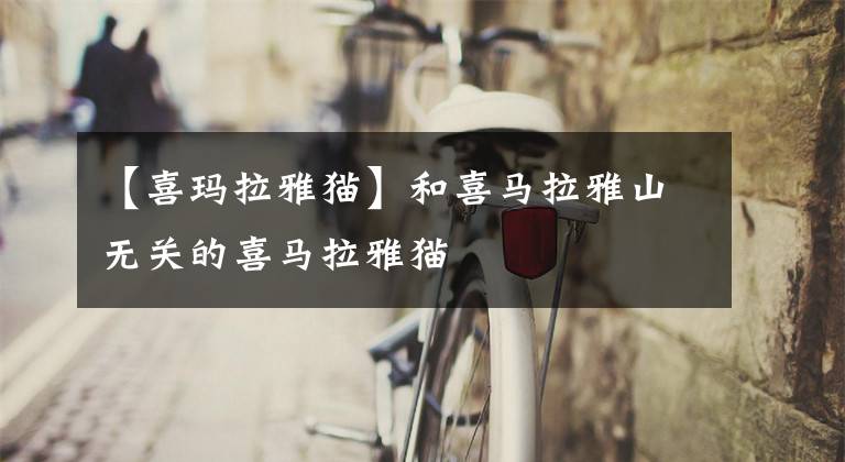 【喜玛拉雅猫】和喜马拉雅山无关的喜马拉雅猫