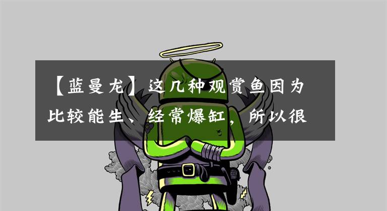 【蓝曼龙】这几种观赏鱼因为比较能生、经常爆缸，所以很多鱼友不想饲养