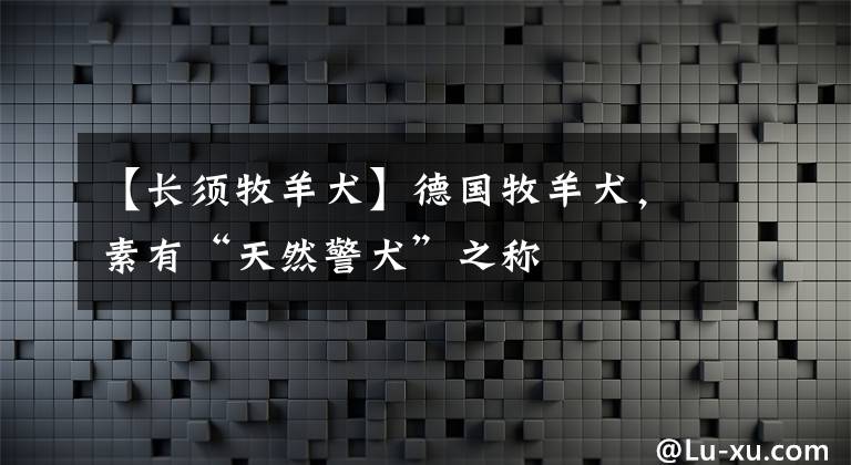 【长须牧羊犬】德国牧羊犬，素有“天然警犬”之称