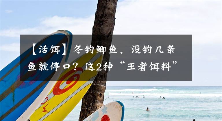【活饵】冬钓鲫鱼，没钓几条鱼就停口？这2种“王者饵料”才最适合聚鱼