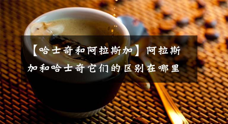 【哈士奇和阿拉斯加】阿拉斯加和哈士奇它们的区别在哪里，谁更值钱一些呢，你喜欢哪个