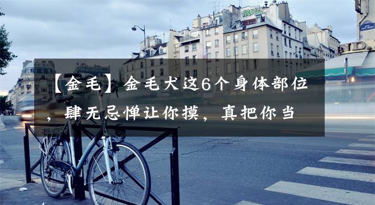 【金毛】金毛犬这6个身体部位,肆无忌惮让你摸,真把你当家人
