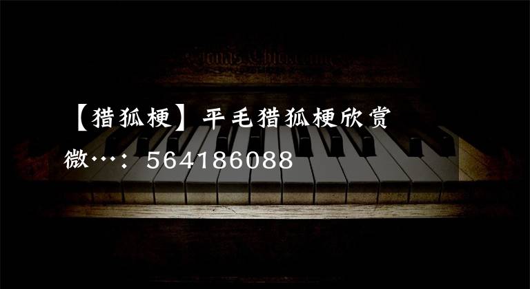 【猎狐梗】平毛猎狐梗欣赏 微…：564186088