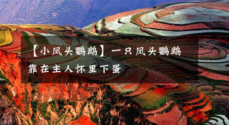 【小凤头鹦鹉】一只凤头鹦鹉靠在主人怀里下蛋