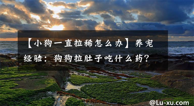 【小狗一直拉稀怎么办】养宠经验：狗狗拉肚子吃什么药？帮助狗狗尽快恢复的措施