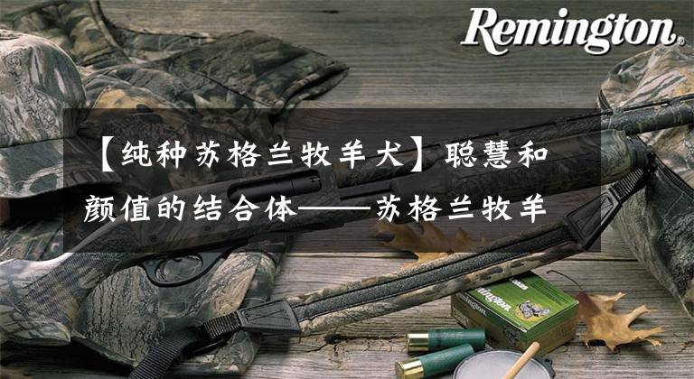 【纯种苏格兰牧羊犬】聪慧和颜值的结合体——苏格兰牧羊犬,你想要来一只吗?