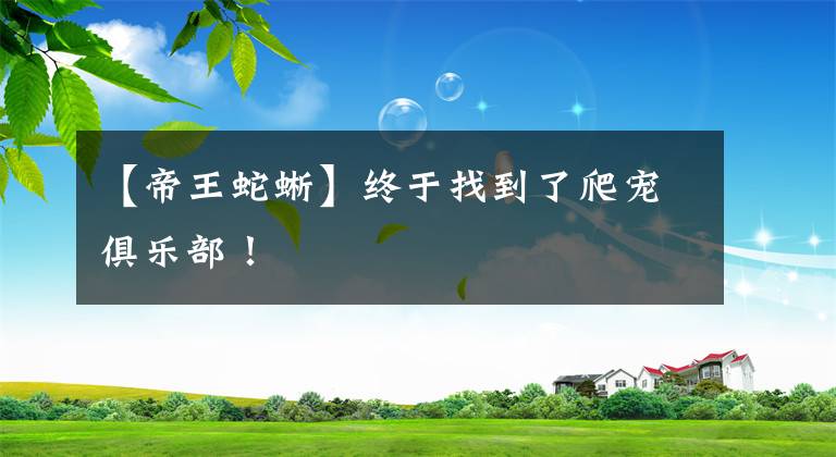 【帝王蛇蜥】终于找到了爬宠俱乐部！