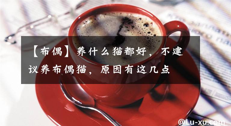 【布偶】养什么猫都好,不建议养布偶猫,原因有这几点