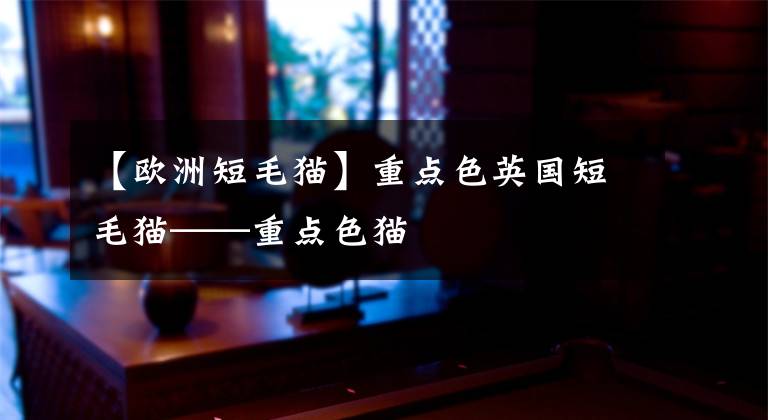 【欧洲短毛猫】重点色英国短毛猫——重点色猫