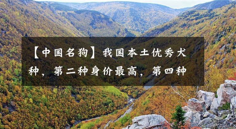 【中国名狗】我国本土优秀犬种，第二种身价最高，第四种比大熊猫还珍贵
