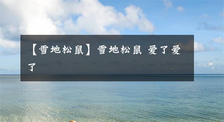 【雪地松鼠】雪地松鼠 爱了爱了