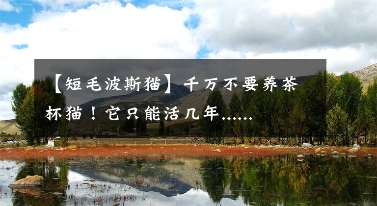 【短毛波斯猫】千万不要养茶杯猫!它只能活几年......