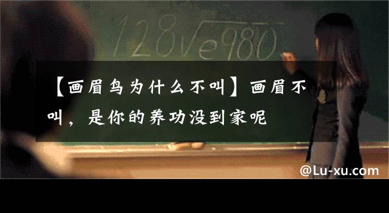 【画眉鸟为什么不叫】画眉不叫，是你的养功没到家呢