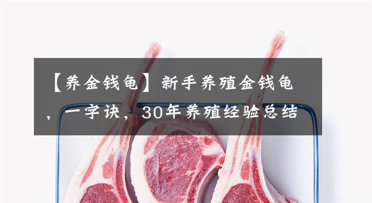 【养金钱龟】新手养殖金钱龟，一字诀，30年养殖经验总结