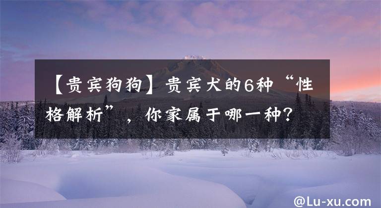 【贵宾狗狗】贵宾犬的6种“性格解析”，你家属于哪一种？
